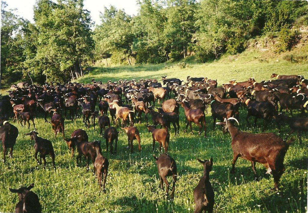 Puigcerver Asocación Queseros Artesanos